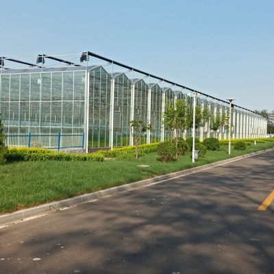 Water Production Agricultural Greenhouse Manufacturer Growing Hydroponic System Rooling Bench System