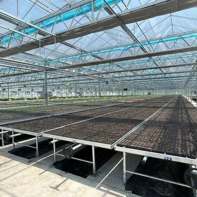 Water Production Agricultural Greenhouse Manufacturer Growing Hydroponic System Rooling Bench System