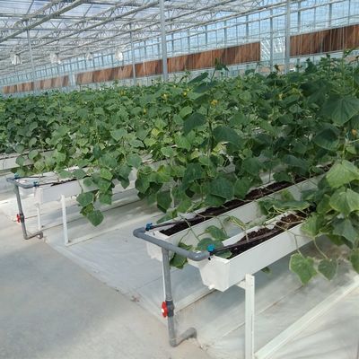 Water Production Agricultural Greenhouse Manufacturer Growing Hydroponic System Rooling Bench System