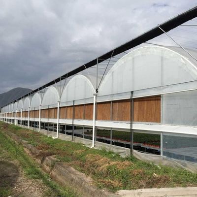 Structure Galvanized Steel Low Cost Green House Multi Span Agricultural Greenhouses For Vegetable Tomato Growing