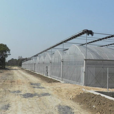 Structure Galvanized Steel Low Cost Green House Multi Span Agricultural Greenhouses For Vegetable Tomato Growing