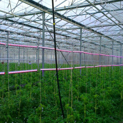 Structure Galvanized Steel Low Cost Green House Multi Span Agricultural Greenhouses For Vegetable Tomato Growing