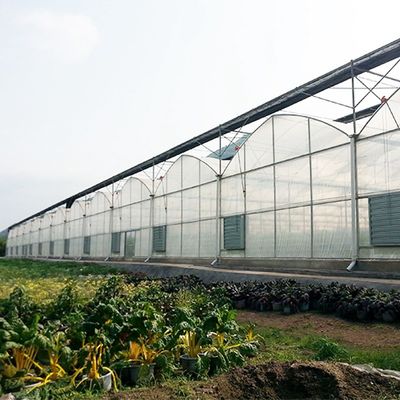 Structure Galvanized Steel Low Cost Green House Multi Span Agricultural Greenhouses For Vegetable Tomato Growing